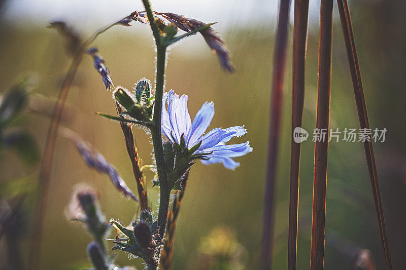 蓝草[菊苣][普通菊苣]顺便说一下